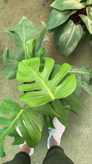 Monstera deliciosa