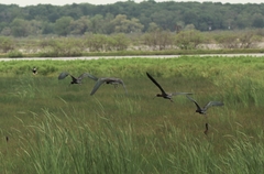 Plegadis falcinellus