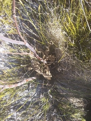 Lichtensteinia lacera