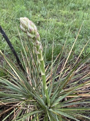 Yucca necopina