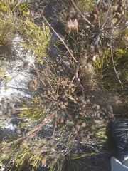 Lichtensteinia lacera