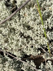 Cladonia caroliniana