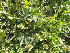 Potentilla recta