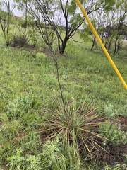 Yucca necopina