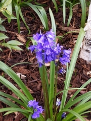 Hyacinthoides × massartiana