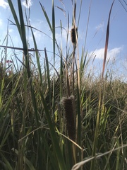Typha capensis