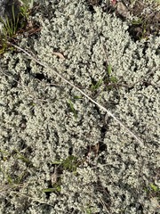 Cladonia caroliniana
