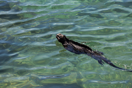 Marine Iguana, photo 6 of 10
