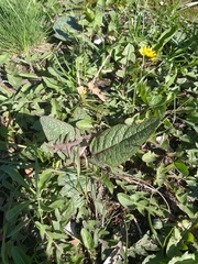 Verbascum phoeniceum
