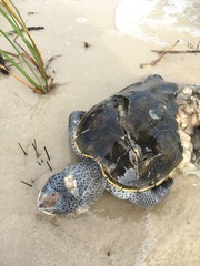 Malaclemys terrapin pileata
