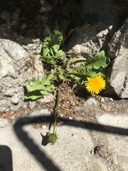 Taraxacum officinale