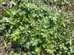 Potentilla argentea