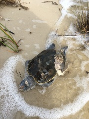 Malaclemys terrapin pileata