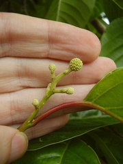 Camptotheca acuminata