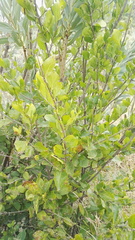 Afrocanthium gilfillanii