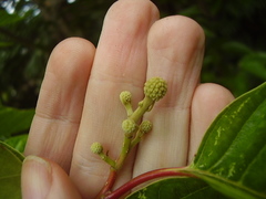 Camptotheca acuminata