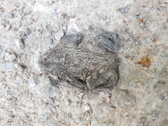 Bufo bufo