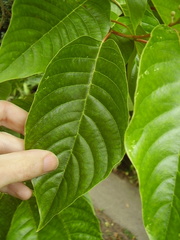 Camptotheca acuminata