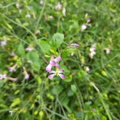 Raphanus sativus caudatus