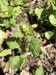 Alliaria petiolata