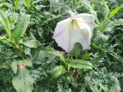Datura ceratocaula
