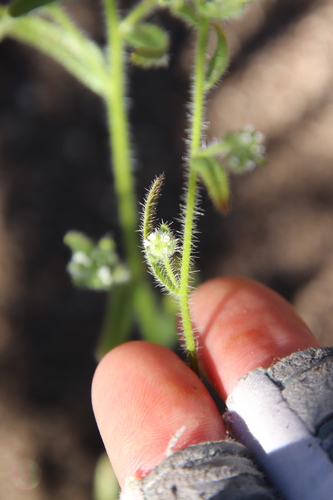 Image of Cryptantha microstachys by (c) Millie Basden, some rights reserved (CC BY)