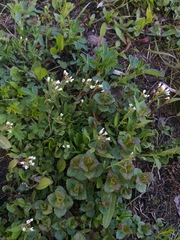 Capsella bursa-pastoris