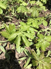 Podophyllum peltatum