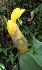Costus lasius