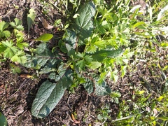 Verbascum phoeniceum