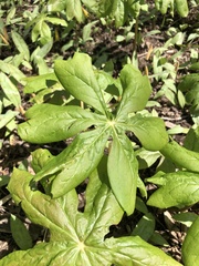 Podophyllum peltatum