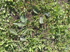 Verbascum phoeniceum