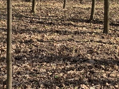 Turdus pilaris