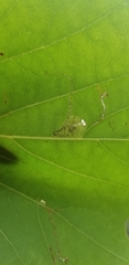 Ectoedemia platanella group