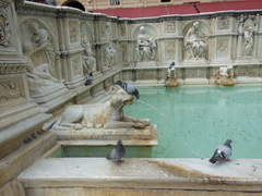 Columba livia domestica
