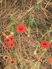 Zinnia peruviana