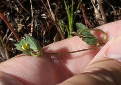Acmispon micranthus