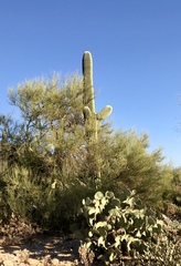 Opuntia engelmannii engelmannii