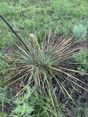 Yucca necopina