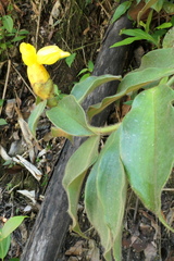 Costus lasius