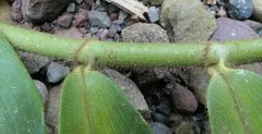 Costus lasius