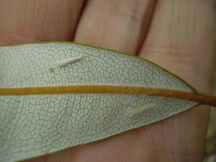 Stegommata sulfuratella