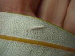 Stegommata sulfuratella