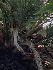 Agapornis roseicollis