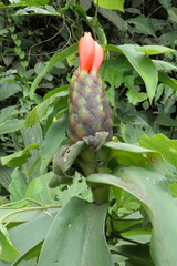 Costus weberbaueri