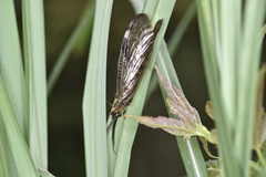Neochauliodes sinensis