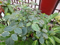 Polyscias balfouriana