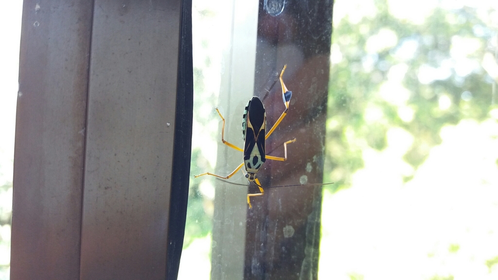 Stenoscelidea hilaris
