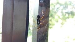 Stenoscelidea hilaris