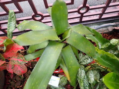 Aechmea melinonii